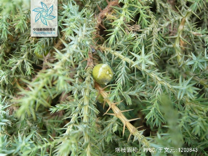  p>塔枝圆柏(学名: i>juniperus komarovii  /i>florin)是柏科刺柏属