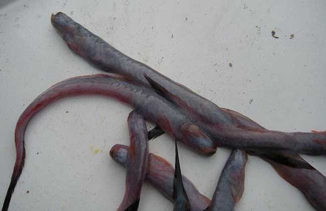  p>狼牙虾虎鱼是一种凶猛的鱼类,又叫红鳗 a href="#" data-lemmaid="