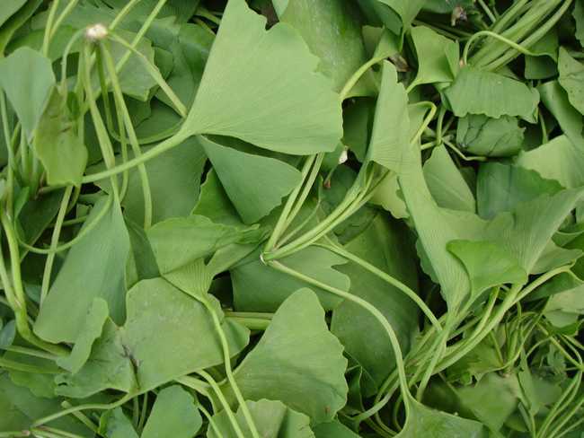  p data-id="gn8re3tts8">银杏叶红枣绿豆是一