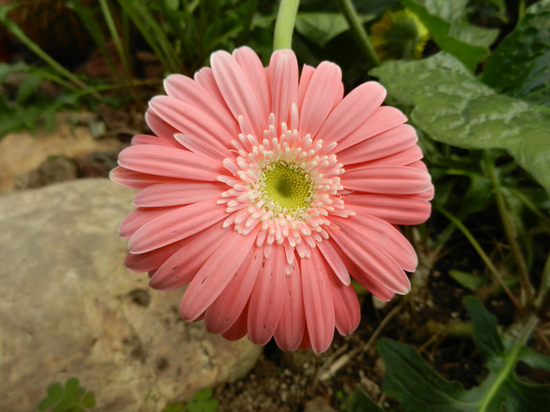 gerbera jamesonii bolus