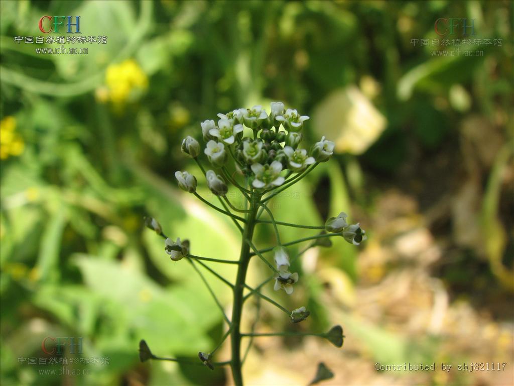  p>荠菜籽为十字花科植物荠菜的种子.全国大部分地区均产. /p>