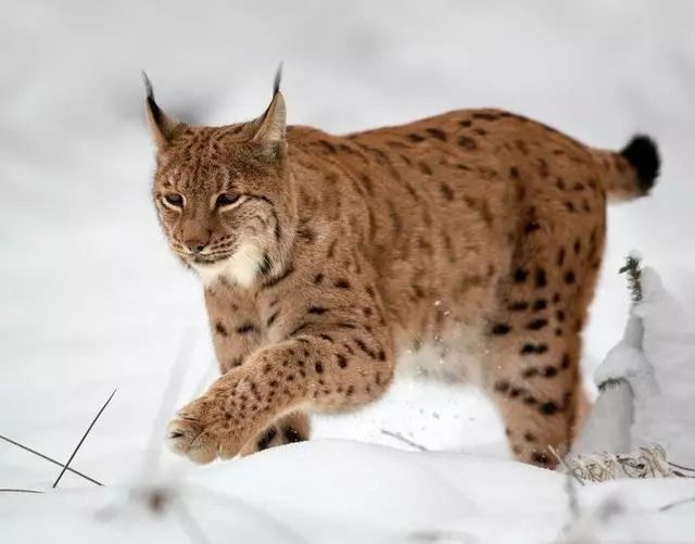 那些想养猞猁的朋友，准备好忍受这些缺点了吗？_百科TA说