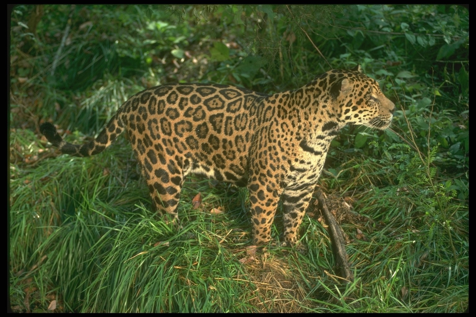 data-lemmaid="652249">美洲虎 /a>,是现存第三大的猫科
