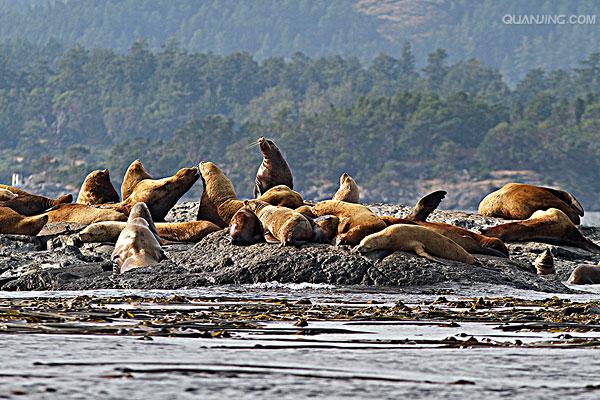  i>eumetopias jubatus  /i>),是海狮科,北海狮属动物