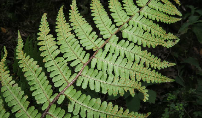 褐鳞鳞毛蕨