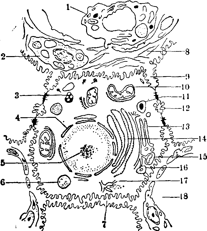  p>超微结构,又称 a href="#" data-lemmaid="10245219">亚显微结构 