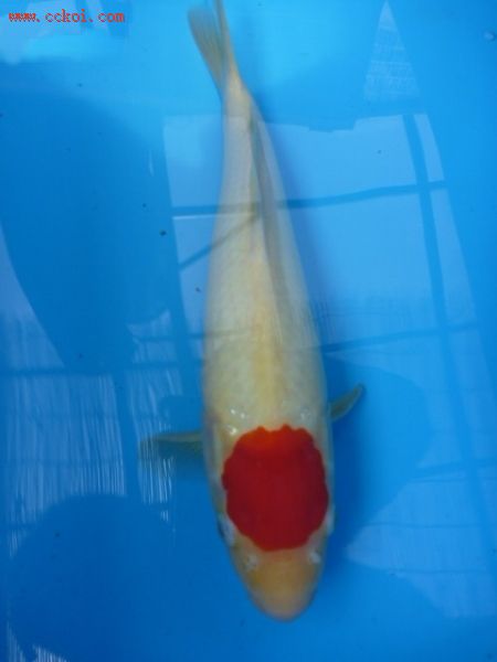 锦鲤丹顶