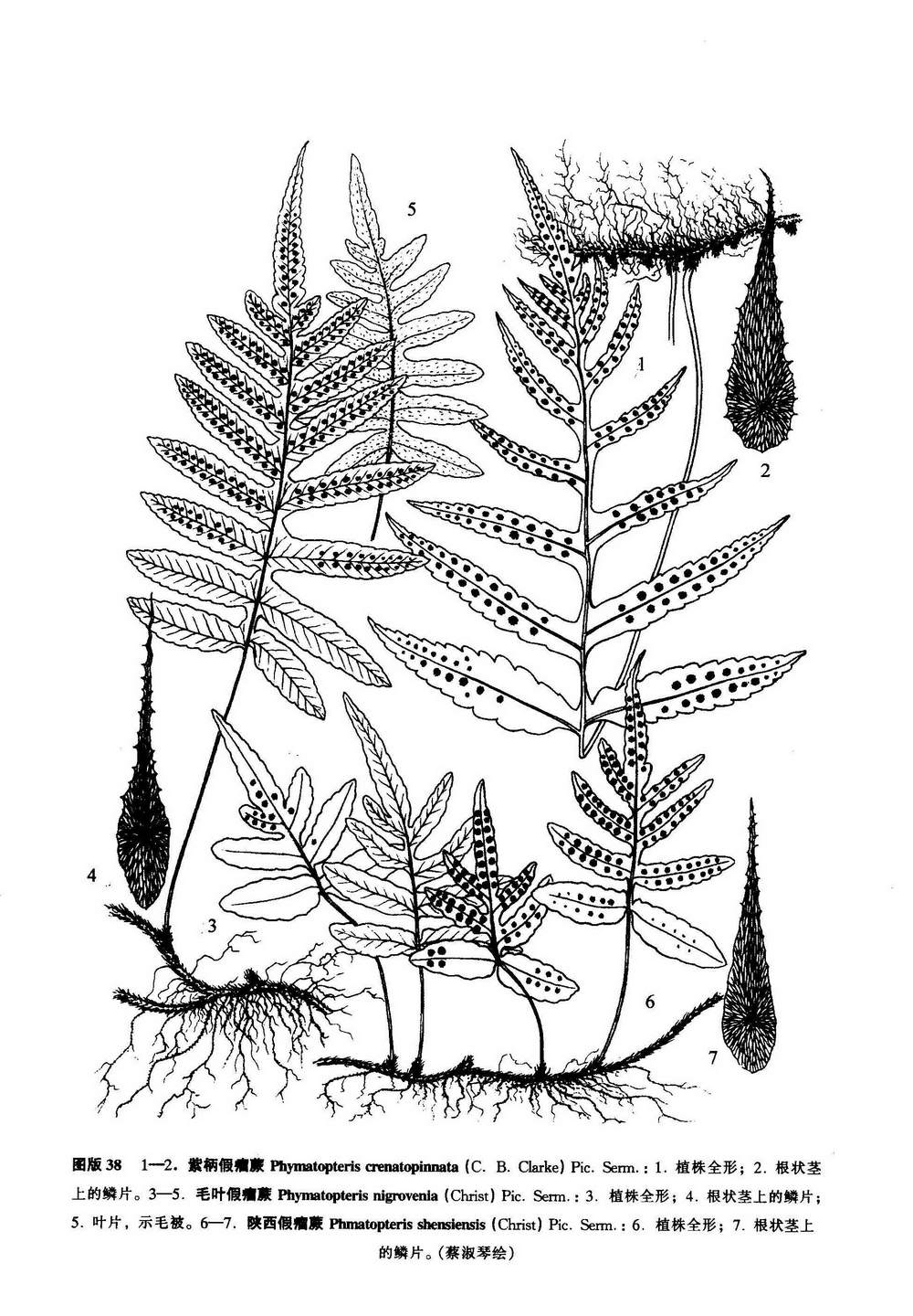 phymatopteris shensiensis (christ) pic. serm.