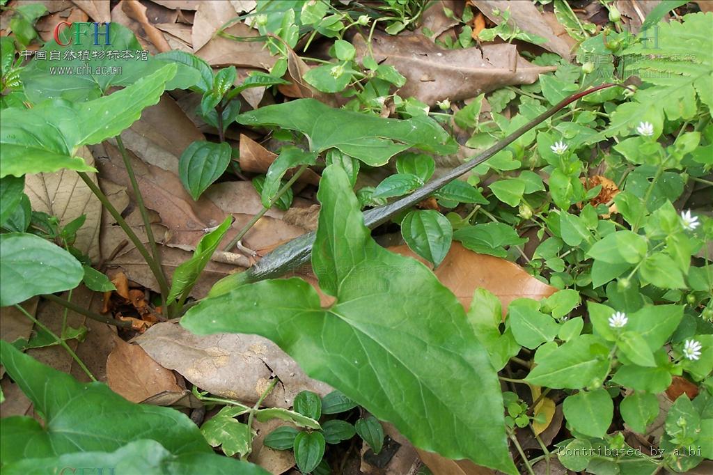  p> b>高山犁头尖 /b>(学名: i>typhonium alpinum /i>),天南星科犁头