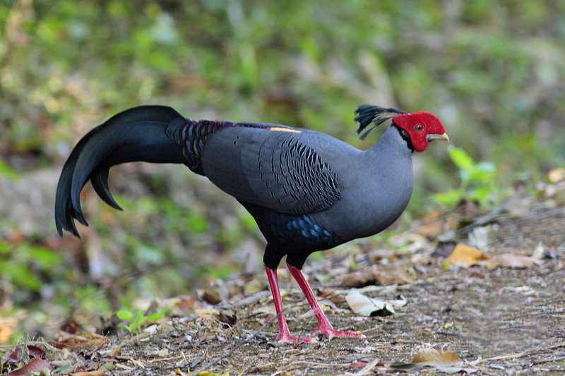  p>国鸟(national bird): a target="_blank" href="/item/鸟类">鸟类