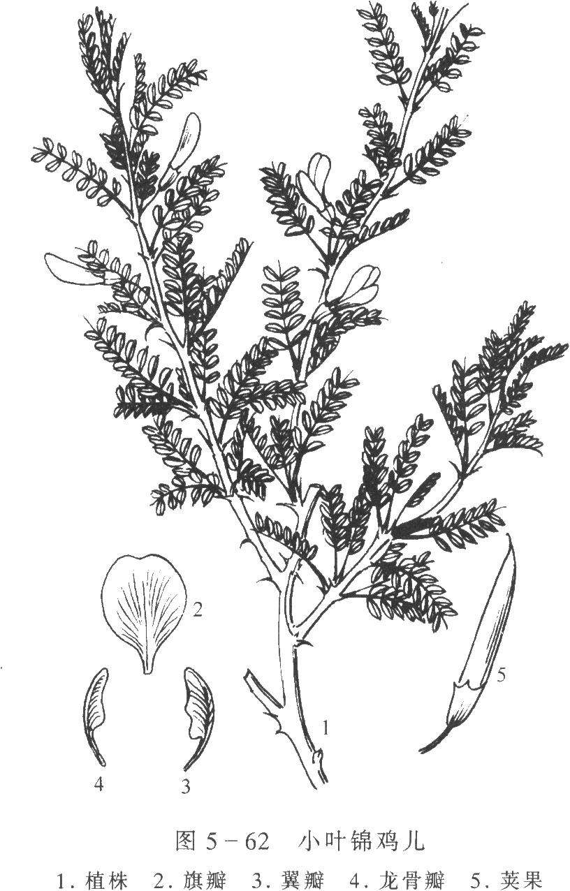 caragana microphylia lam.