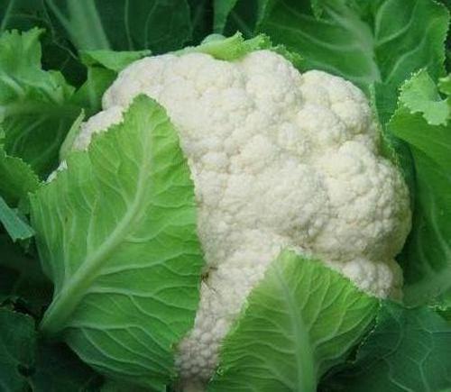 食物