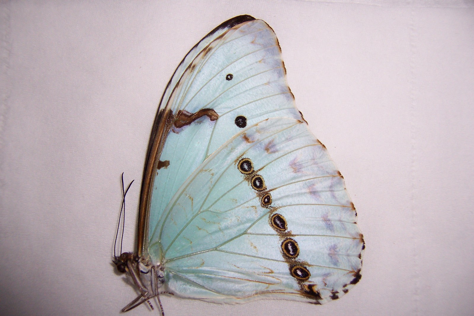  p> a target="_blank" href="/item/多音白闪蝶/8607252" data-lemma