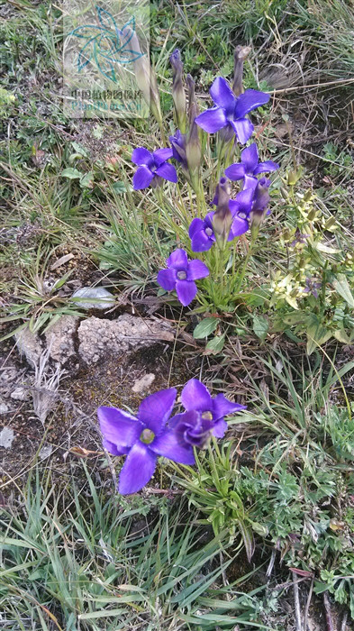 gentianopsis grandis (h. smith) ma