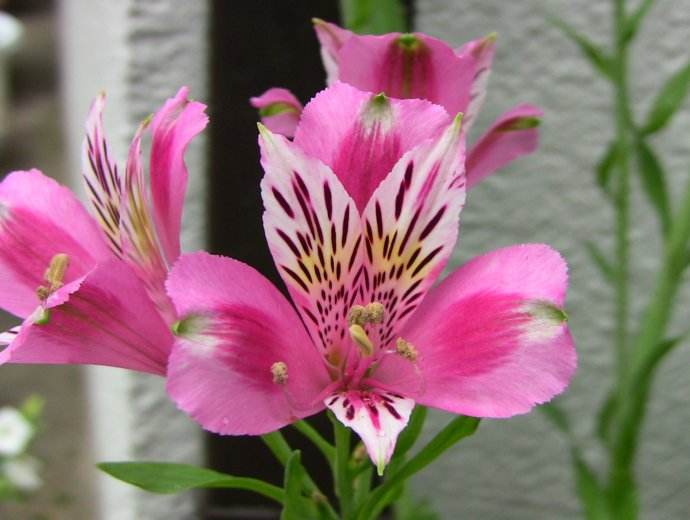 p>六出花(学名: i>alstroemeria /i>  i>aurea /i> graham)是六出花