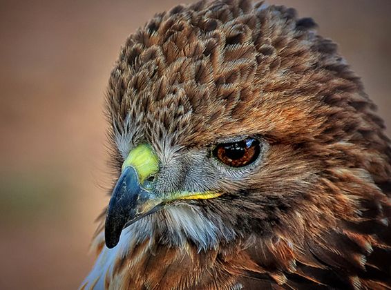  p>红尾鵟墨西哥高原亚种(学名: i>buteo jamaicensis hadropus /i>)