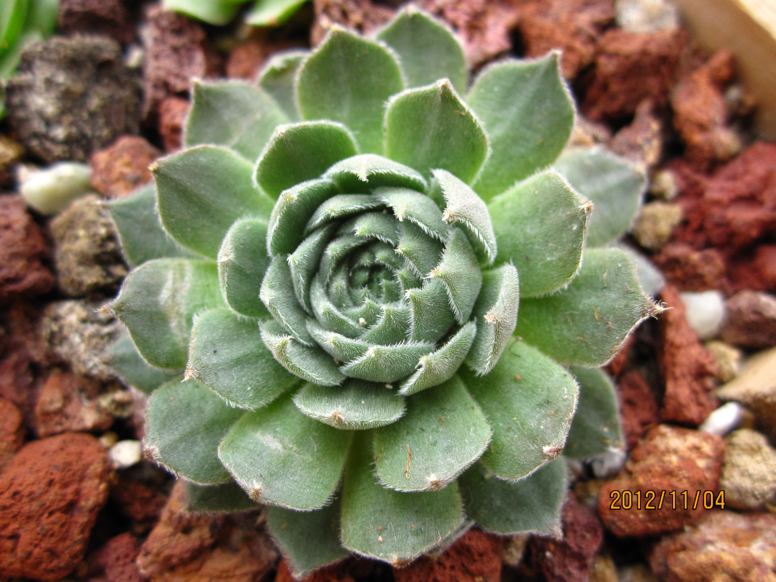 是景天科,长生草属多肉植物,植株莲座形,莲座叶盘很小,但易群生呈垫