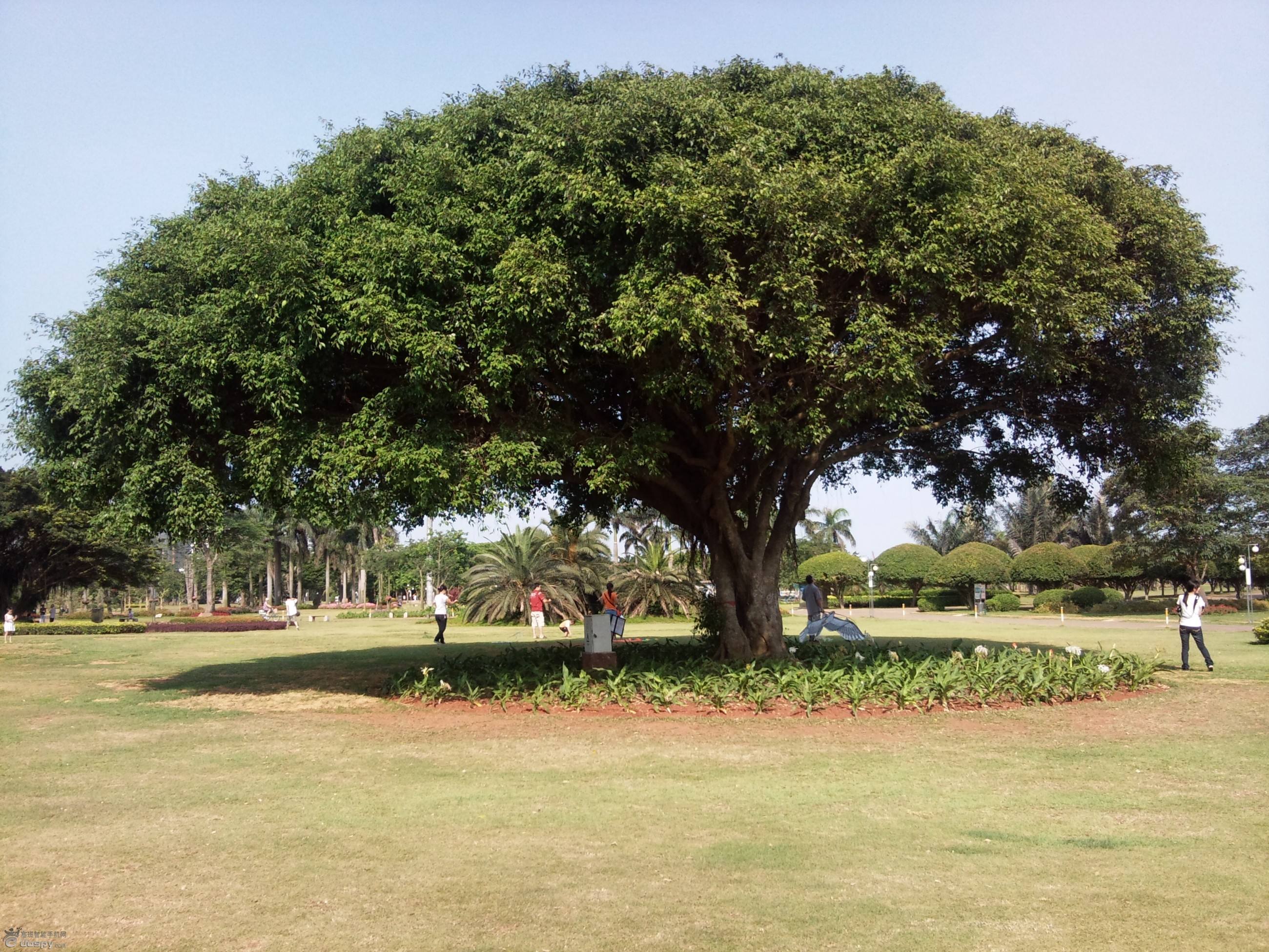  p> b>榕树 /b>(学名: i>ficus microcarpa /i>  linn. f.