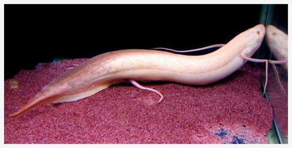  p>澳大利亚肺鱼(neoceratodus forsteri)又称澳洲肺鱼,昆士兰肺鱼,为