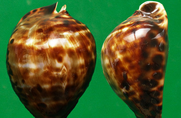  p>佛可宝螺(学名:zoila friendii vercoi )是腹足纲宝螺科的软体动物