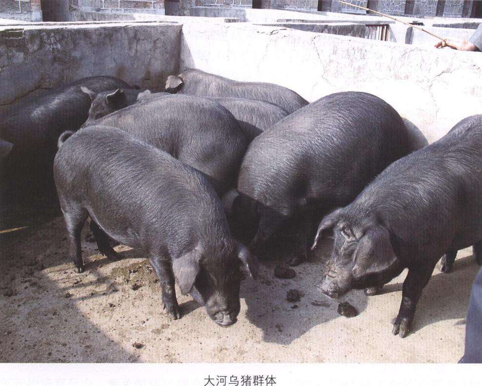 大河乌猪