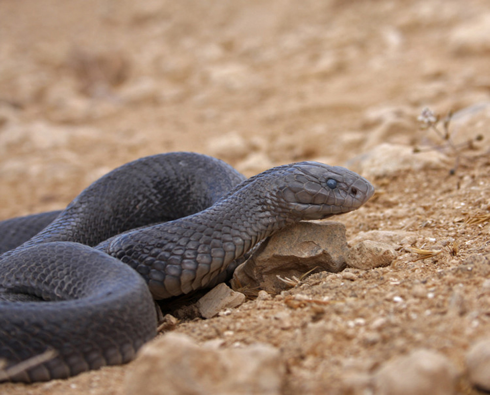 沙漠眼镜蛇
