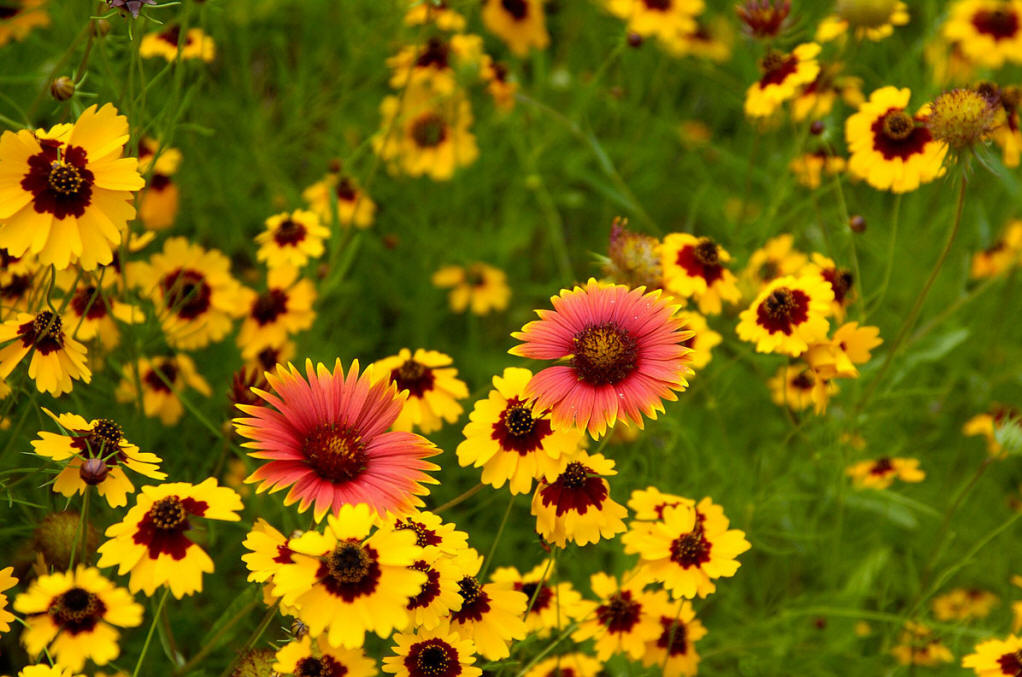  p>宿根天人菊(学名: i>gaillardia aristata /i> pursh.