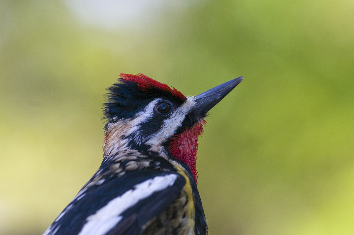 每窝产卵5～6枚.黄腹吸汁啄木鸟虽有一定数量,但面临威胁. /p>