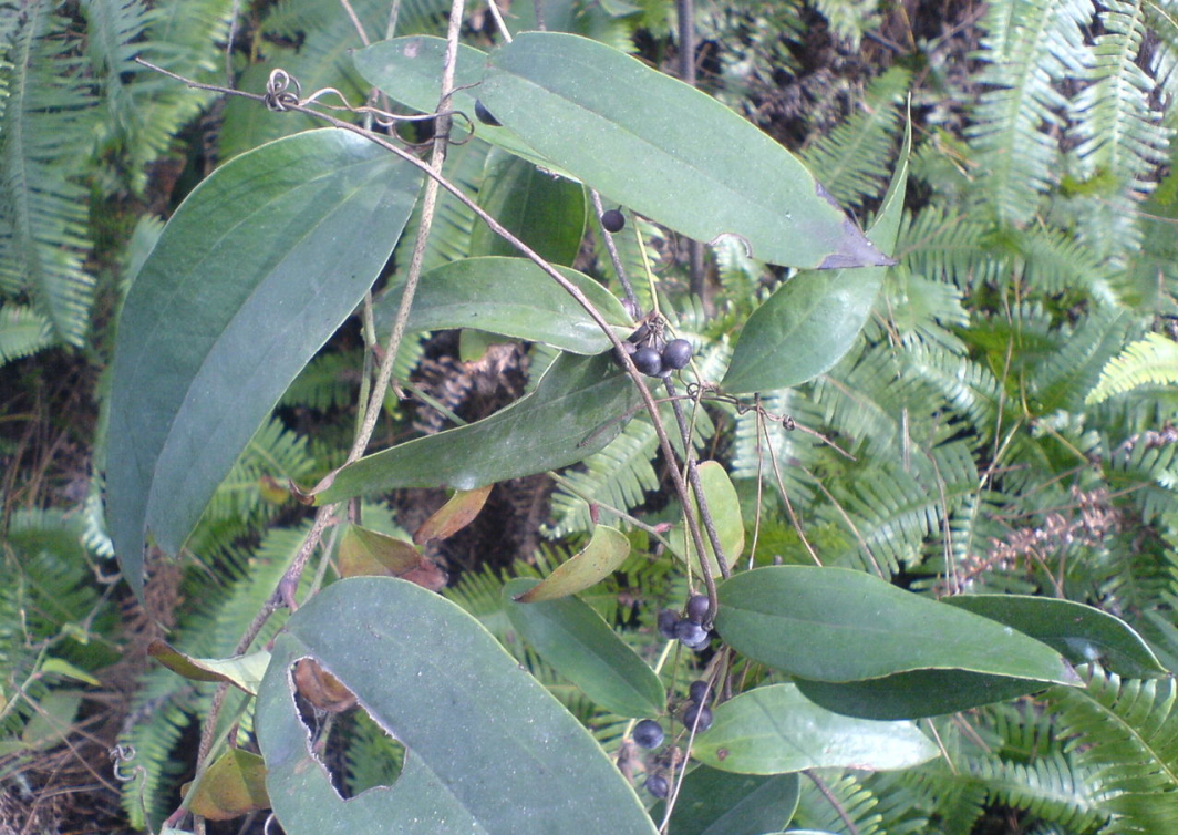  p>土茯苓,中药名.