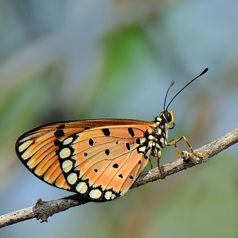  p>斑珍蝶(学名: i>acraea violae /i>):为 a href="#" data-lemmaid=