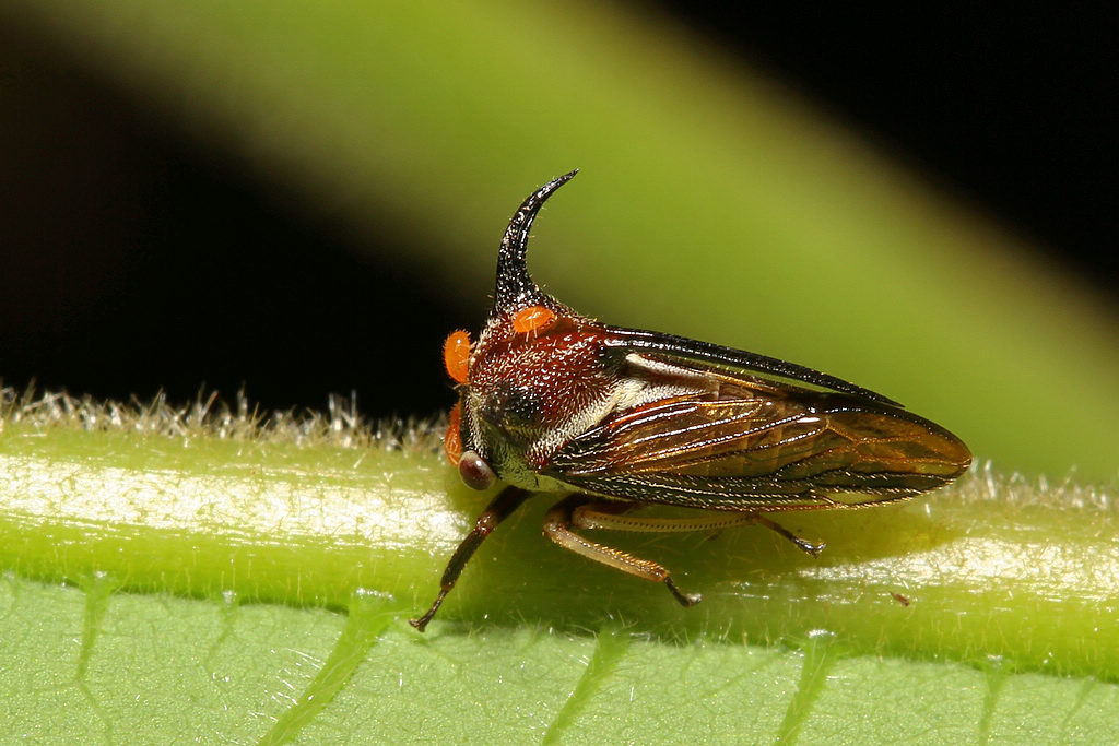  p>角蝉(treehopper)同翅目 a href="#" data