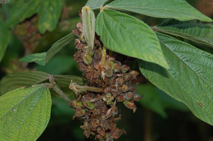 href="#" data-lemmaid="3672199">豆科 /a>植物,因只有一条主根,直