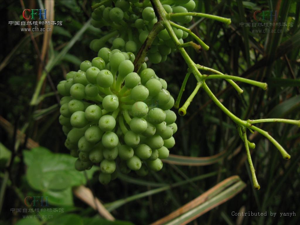  p>亦称"红藤",只有一属唯一种,生长在中国南方各省.
