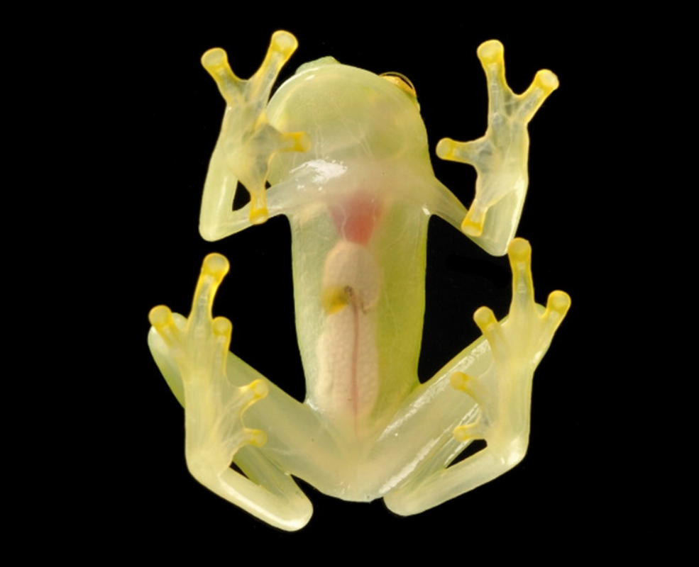 glass frogs