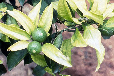 患有柑橘缺铁症的柑橘叶子会随着症状的轻重而变化. /p>