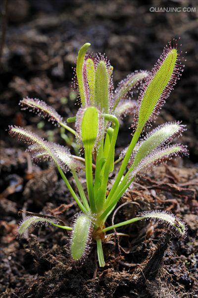 又名南非茅膏菜,是一种细小的多年生植物,产自南非好望角的茅膏菜