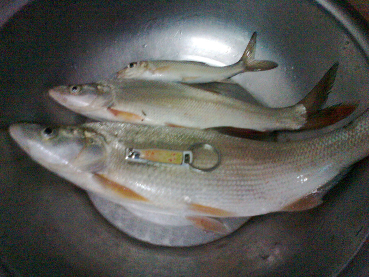  p>红尾鱼,俗称: a target="_blank" href="/item/红尾巴梢">红尾巴梢