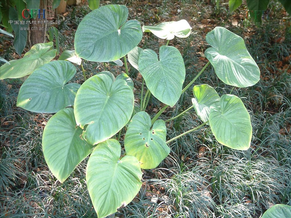  p> b>千年健属 /b>( a href="#" data-lemmaid="8074290">学名 /a>: 