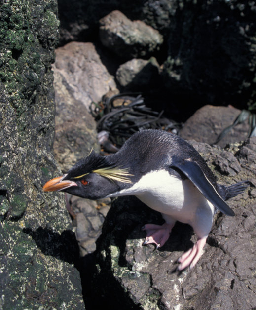  p>凤头黄眉企鹅(学名: i>eudyptes chrysocome /i>)共有3个 a href="