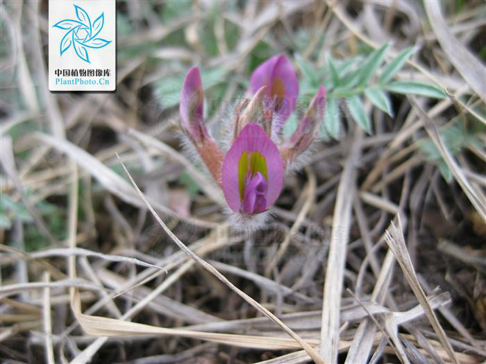  p>二花棘豆(学名:oxytropis biflora)是豆科棘豆属的一个植物种. /p>