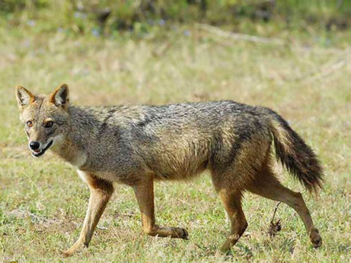 sri lankan golden jackal