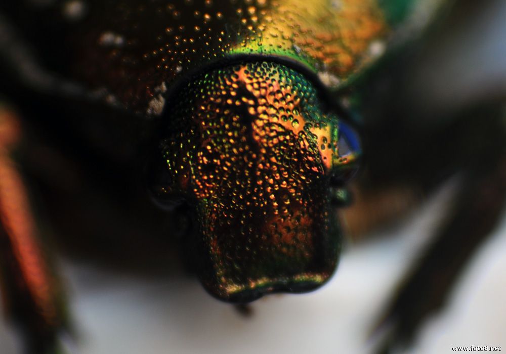 华北大黑鳃金龟