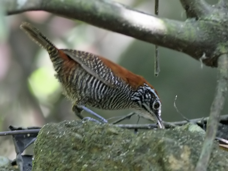 thryothorus semibadius