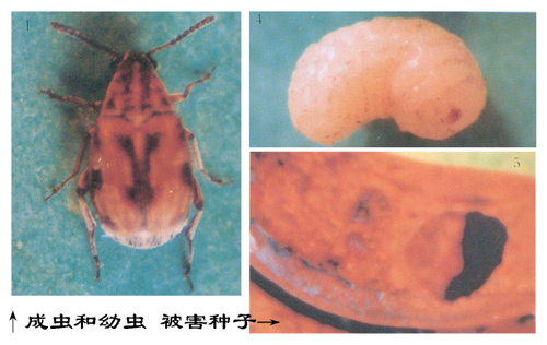 豆象