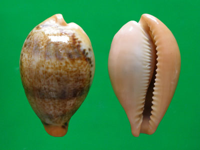  p>玉女宝螺(学名:austrasiatica hungerfordi hungerfordi)是 a href