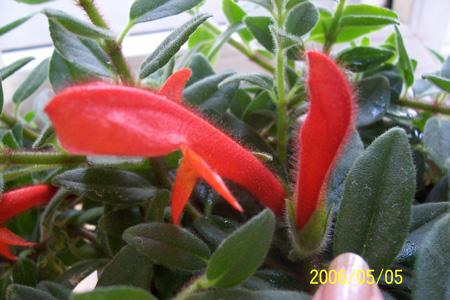  p>金鱼吊兰也袋鼠吊兰. 大多用吊盆栽培,也可用普通盆.