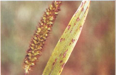药用植物狗尾草叶斑病