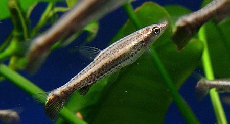  p>铅笔鱼,又名一线铅笔鱼.鱼身最长6.