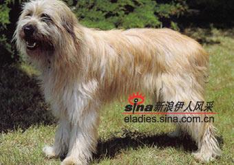  p>加泰罗尼亚牧羊,别名:格斯得特卡太拉犬 /p> p>英文名:  catalan