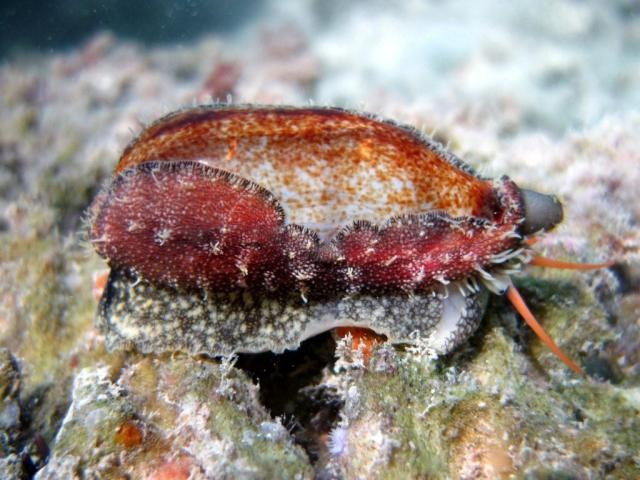  p>宽口宝螺(学名:cypraea cylindrica)是腹足纲宝螺科的软体动物.